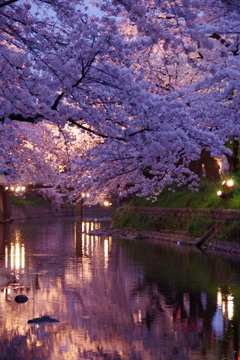夜桜