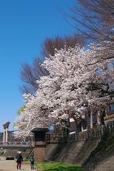 見上げてごらん