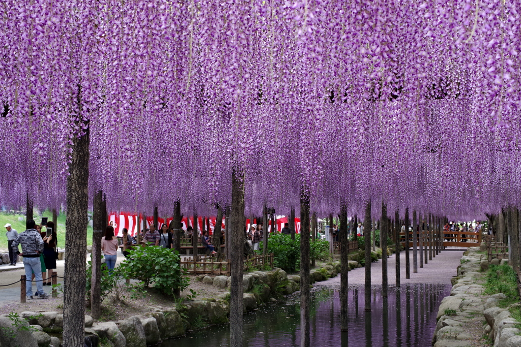 尾張津島藤まつり