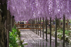 尾張津島藤まつり