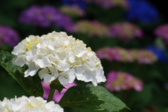 稲沢あじさい祭りにて