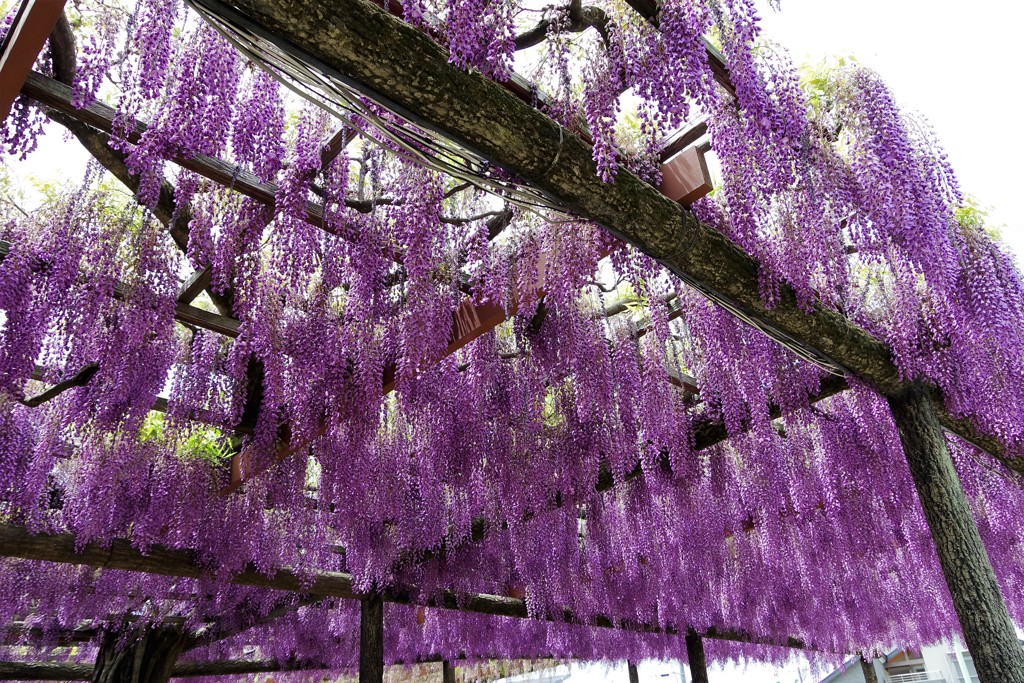 尾張津島藤まつり