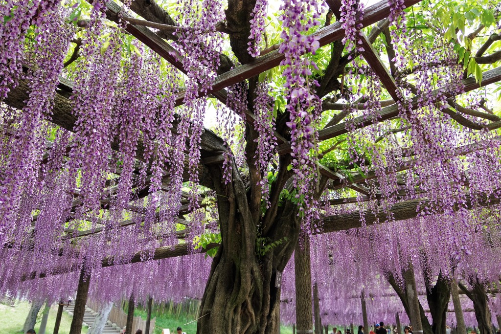 尾張津島藤まつり