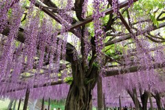 尾張津島藤まつり