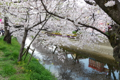 五条川桜