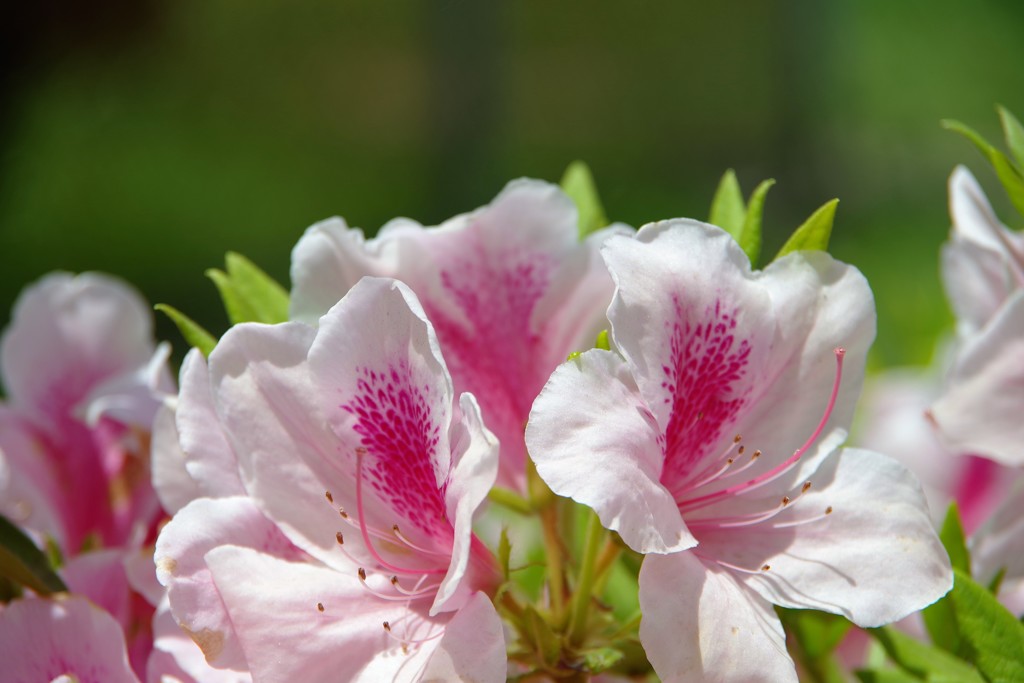 尾張津島藤まつり