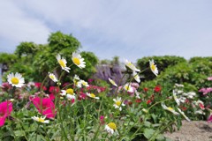 尾張津島藤まつり