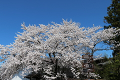 案内桜