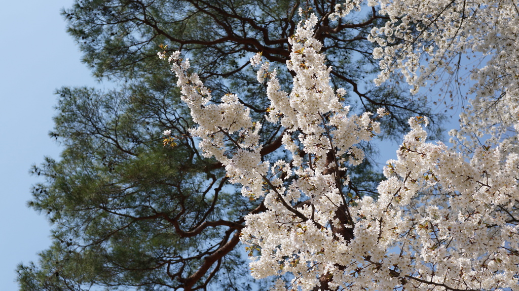 桜vs緑vs青