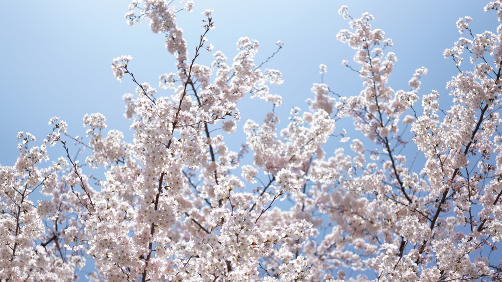 練馬　南田中団地　桜
