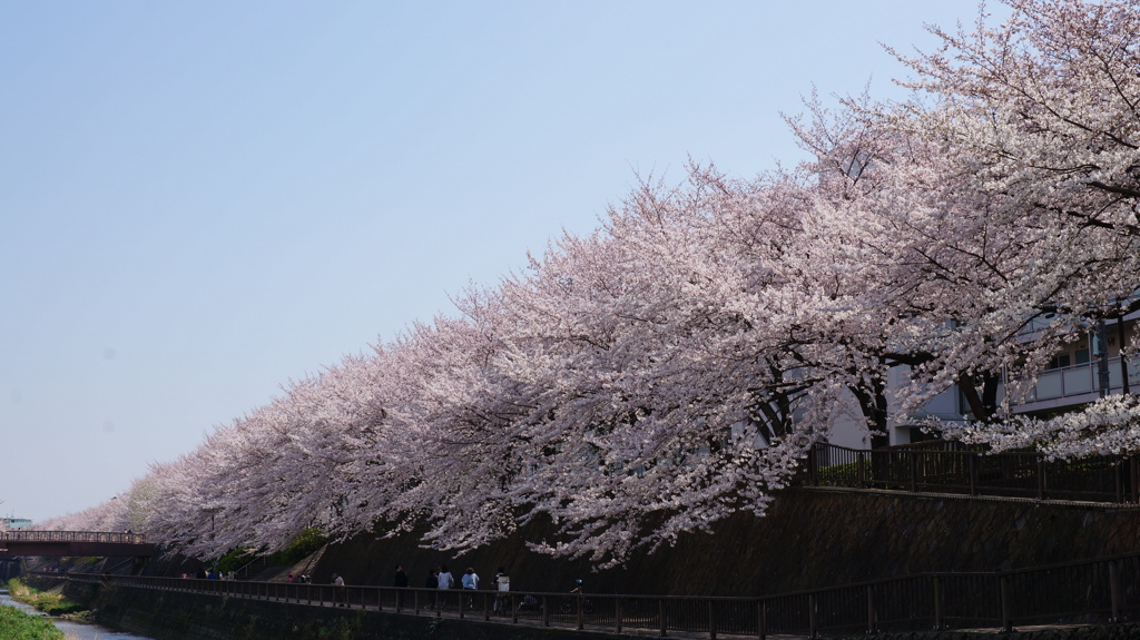 練馬の桜