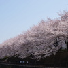 練馬の桜