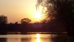 夕暮れの石神井公園