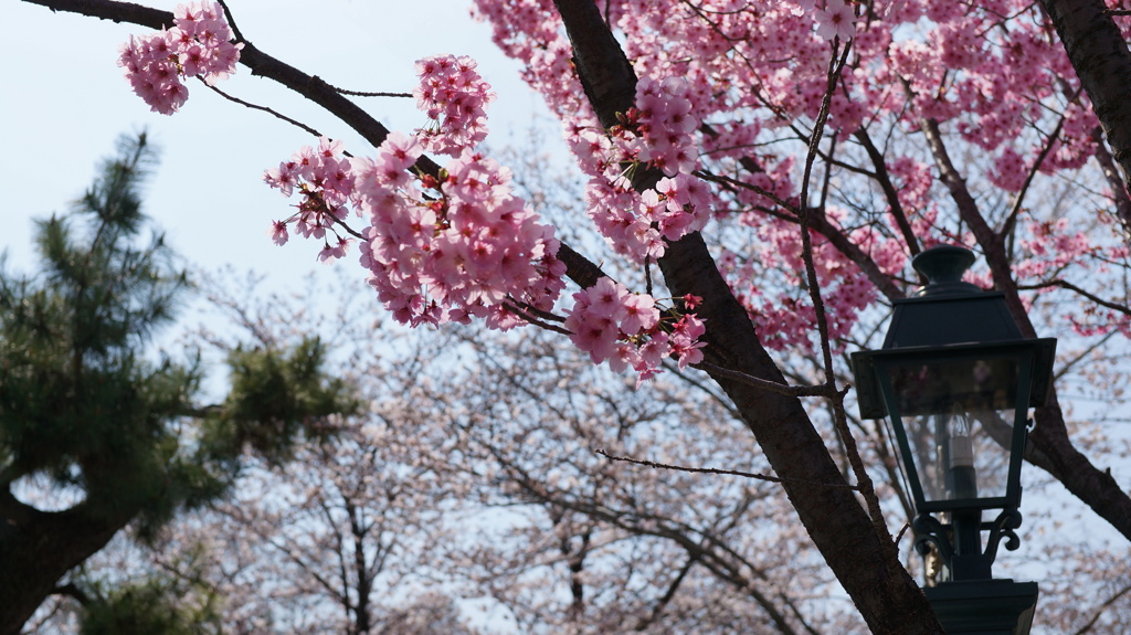 石神井公園　洋館