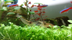 ヤマトヌマエビ　水草水槽
