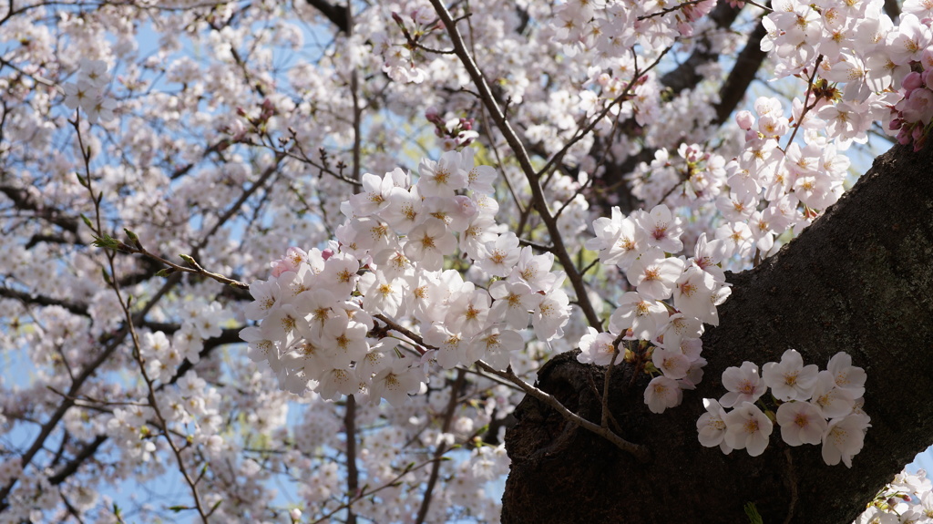 石神井公園　桜