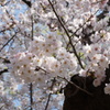 石神井公園　桜