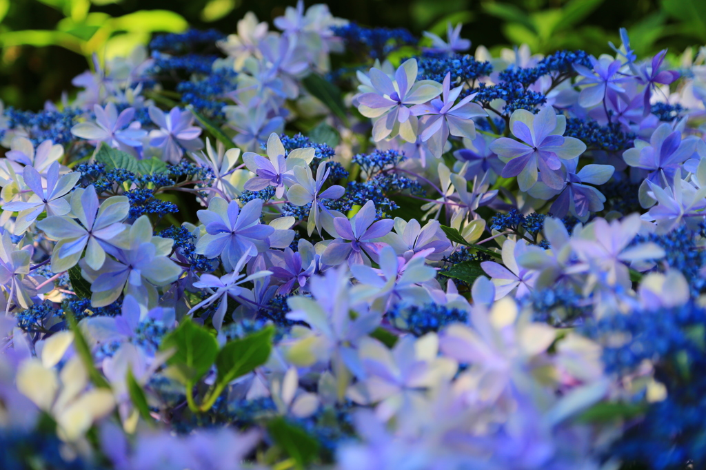 気品高き紫陽花