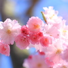 朝日に輝く桜