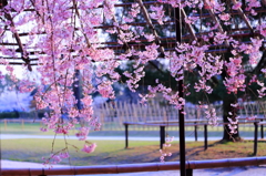 風流桜