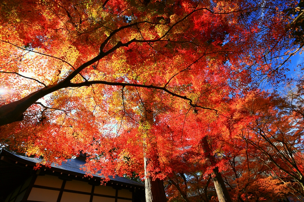 これぞ日本の秋