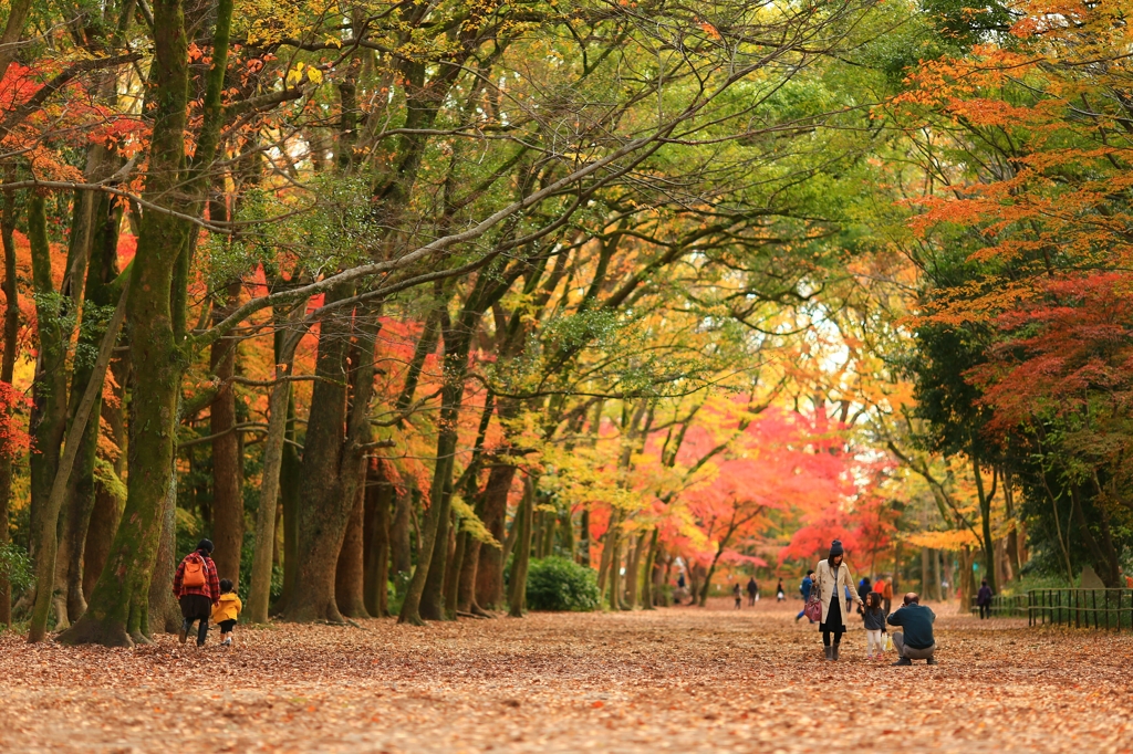 晩秋の下鴨神社