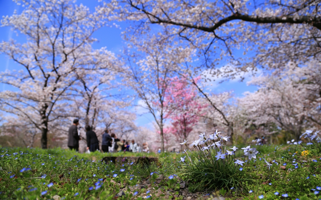 青空と春の花々