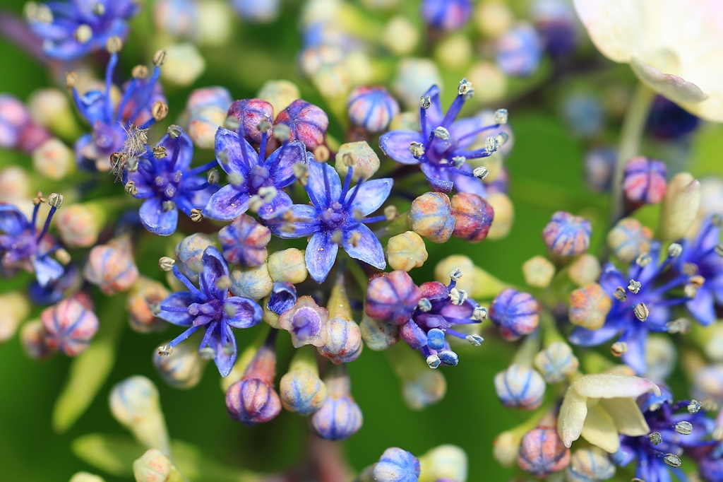 紫陽花