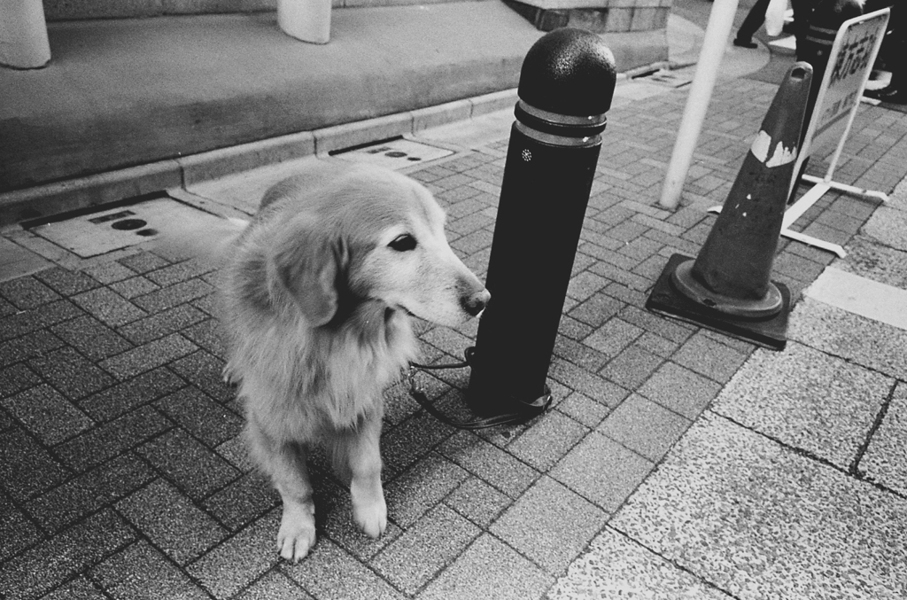 銀座を撮りに来たはずなのに 01