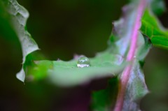 雨上がり