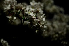 夜桜