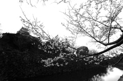 お城の裏に一本