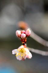 昨年の「梅」-2