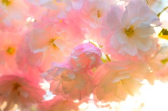 はな