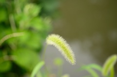 ふんわか