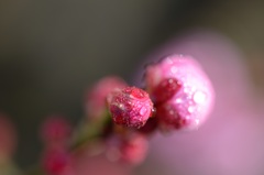 限界