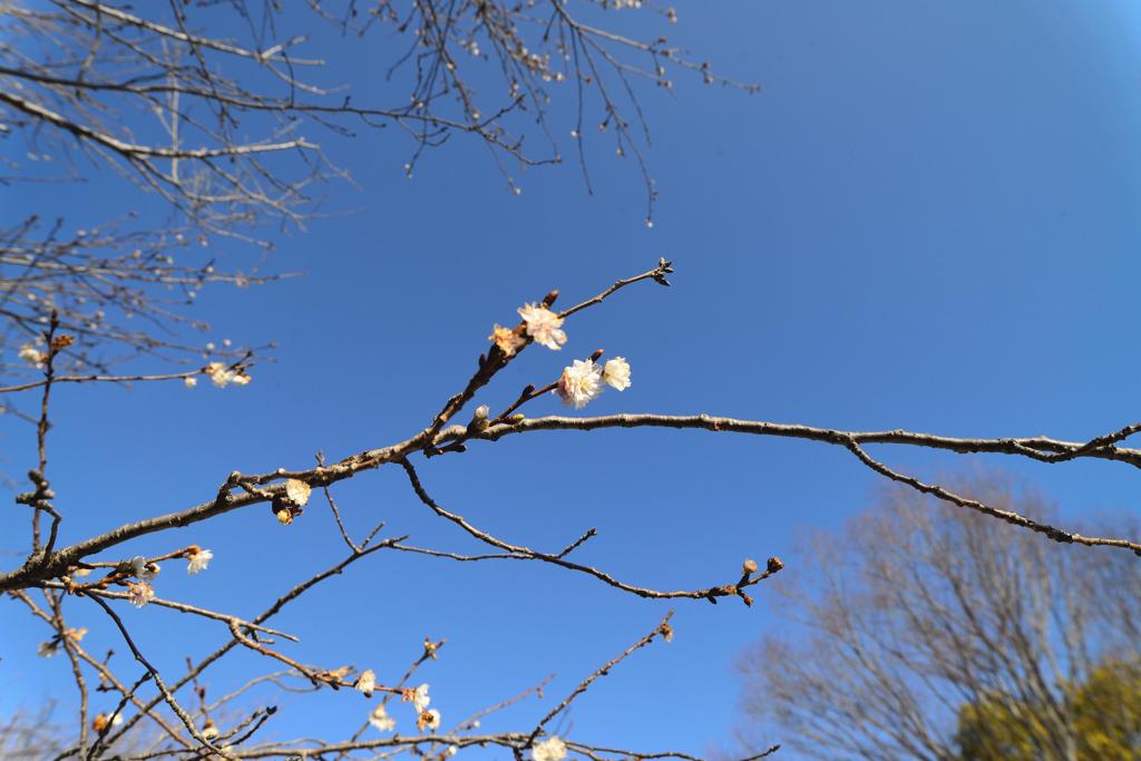 1月6日　姫路城裏
