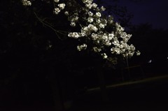 夜桜-2