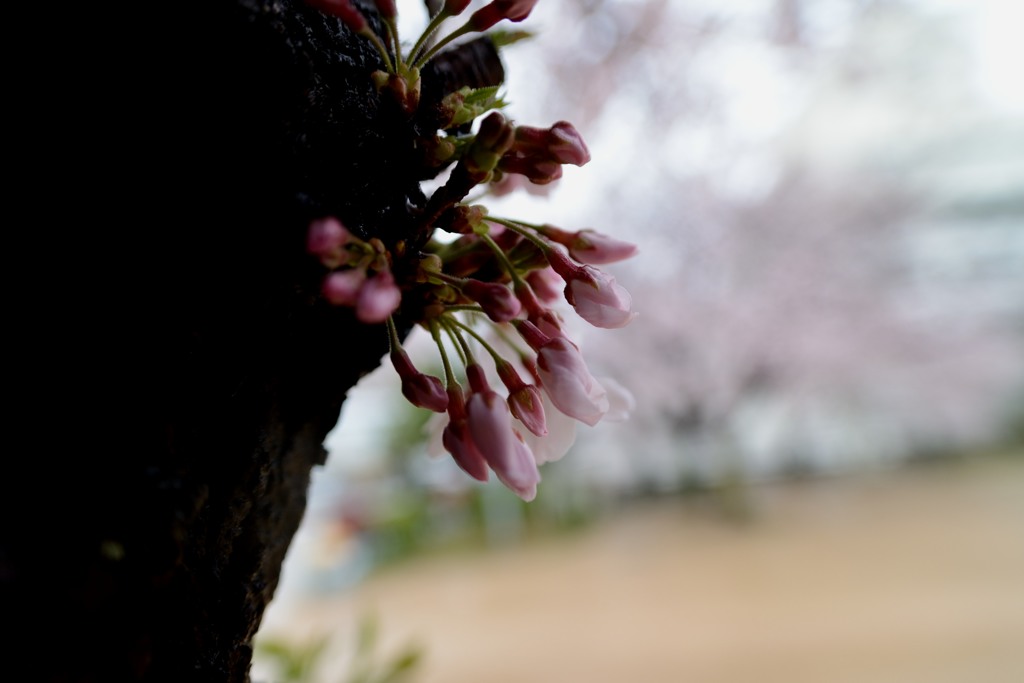 公園