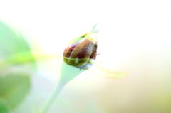 季節外れのバラ