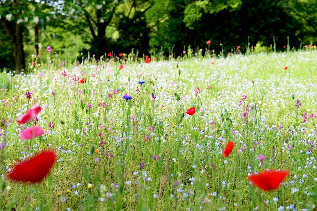 お花畑