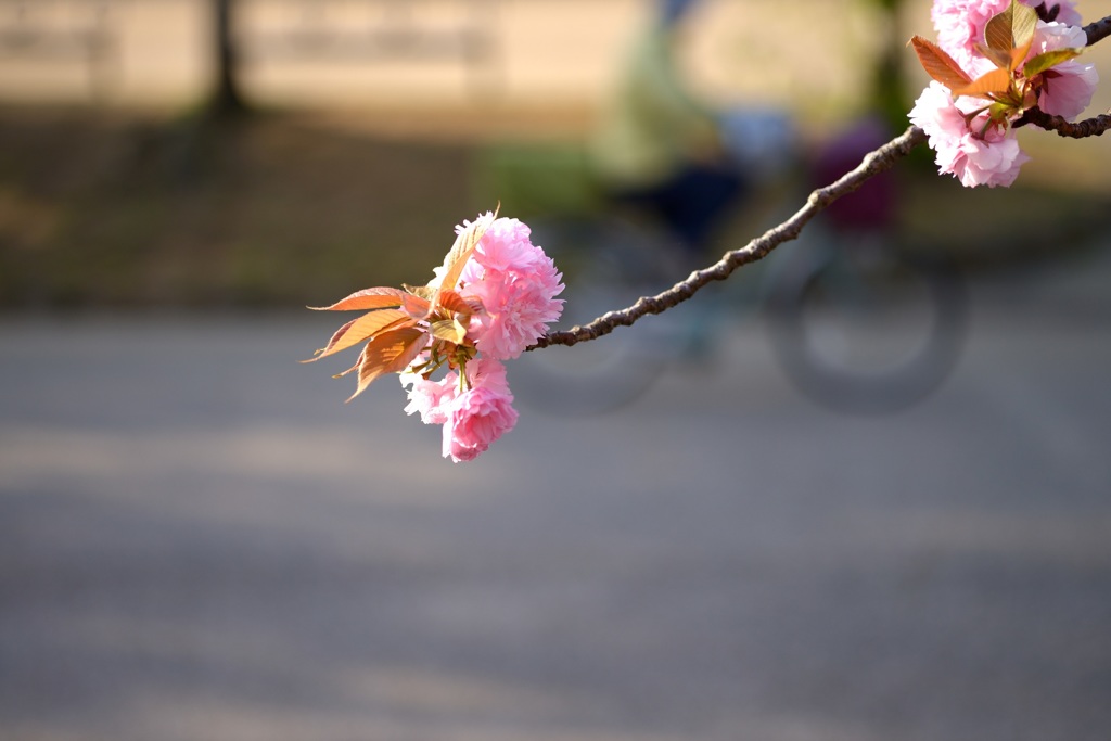 自転車