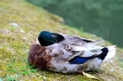 お眠り