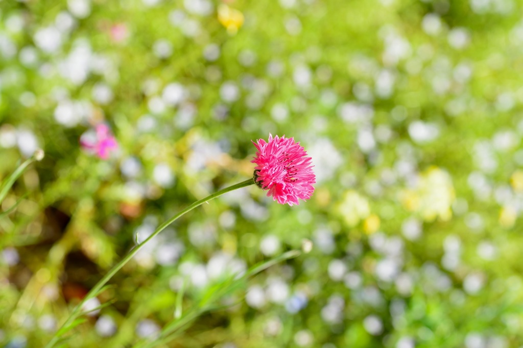 陽に向かって-2