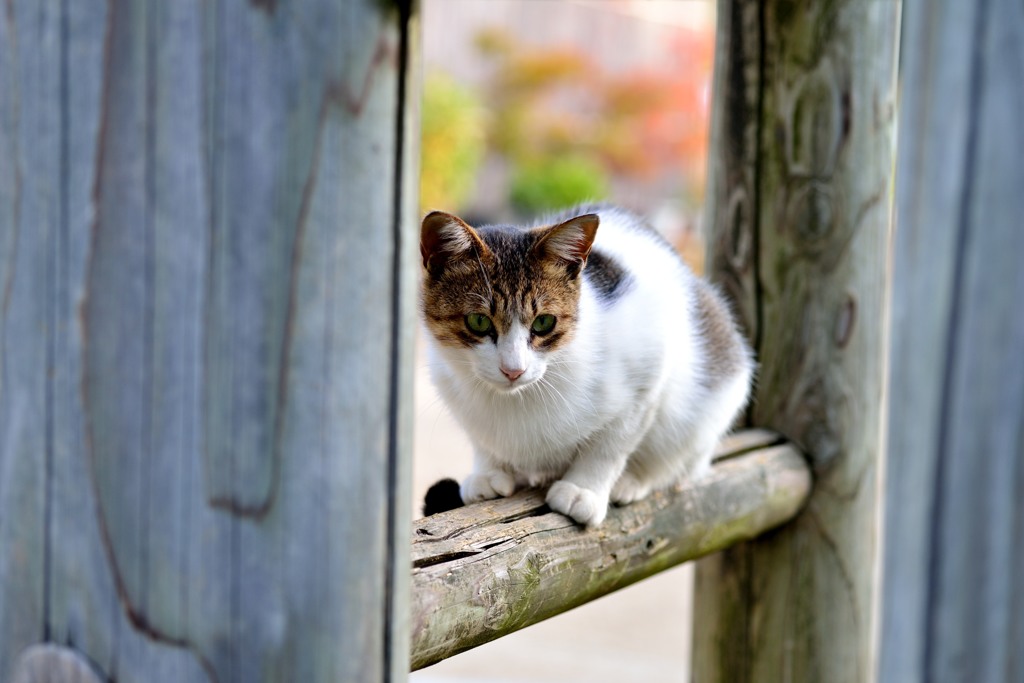 何気に「陽だまりの彼女」を観た翌朝