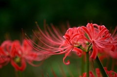 虫