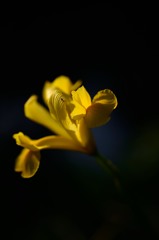 虫