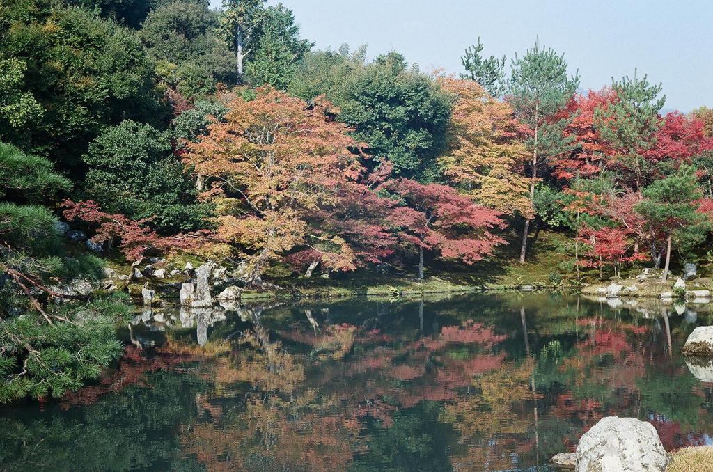 天龍寺の池模様