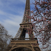 Paris11 eiffel tower with blossom