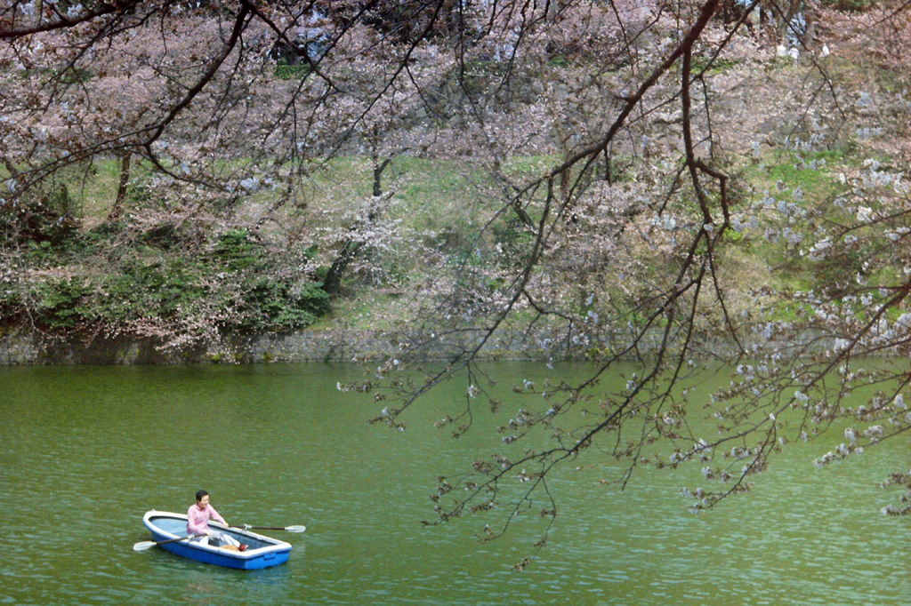 looking cherry blossoms on a boat